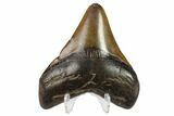 Fossil Megalodon Tooth - South Carolina #130786-2